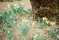 Daffodil Hill from RuslH