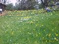 Daffodil Hill from StanB