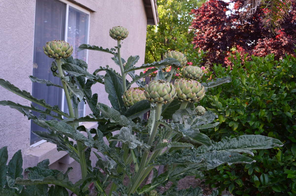 3166 artichoke plant that would not die - 05MAY20